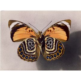 Papillon : Agrias Sp. (Envers) (Amérique Tropicale)