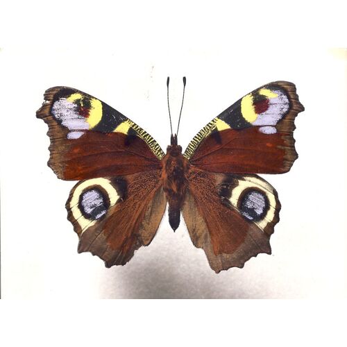 Papillon : Nymphalis (Europe)