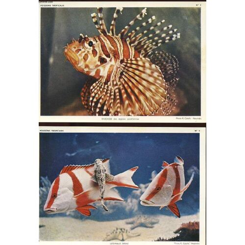 Poissons Tropicaux Et Faune Sous-Marine