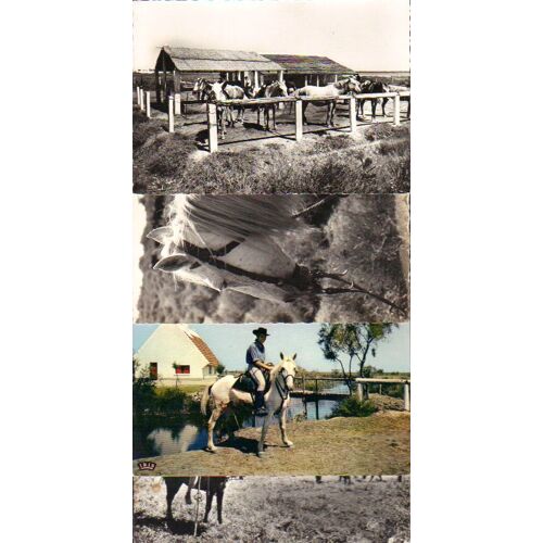 Lot De 480 Cartes Postales Minimum, Semi-Modernes, De Camargues Et Saintes Marie De La Mer, En Doublons