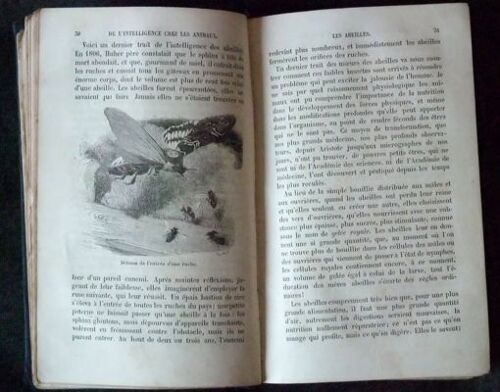 L'intelligence Des Animaux.Illustrations De 58 Vignettes Sur Bois Par E.Bayard.A.Mesnel.Etc L'intelligence Des Animaux.Illustrations De 58 Vignettes Sur Bois Par E.Bayard.A.Mesnel.Etc