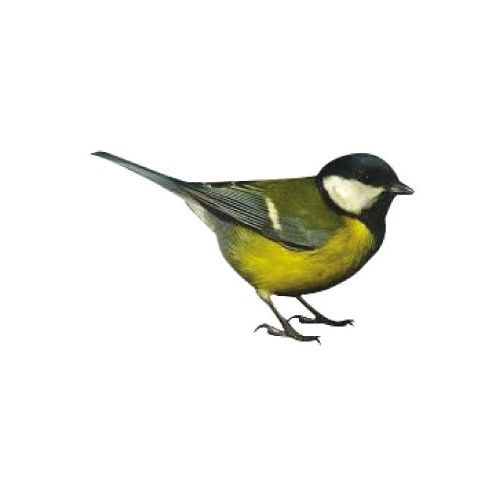 Mésange Charbonniere Autocollant Adhésif Sticker Logo 543 - 4 Cm