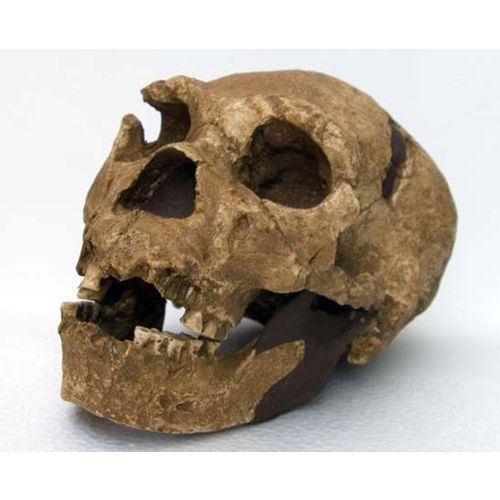 Moulage Fossile Crane Homo Heidelbergensis Prehistoire