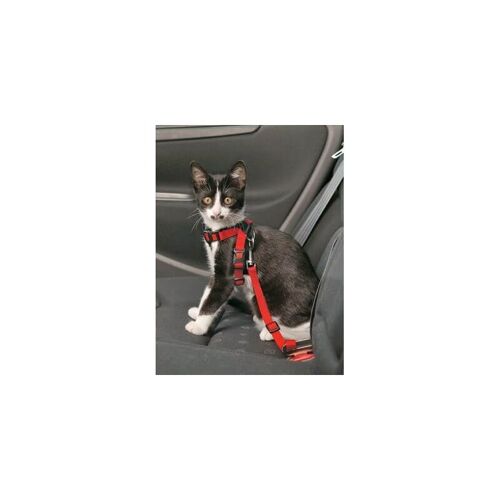 Harnais De Sécurité Auto Chat