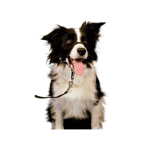 Licol Noir T.L Chien ? Halti