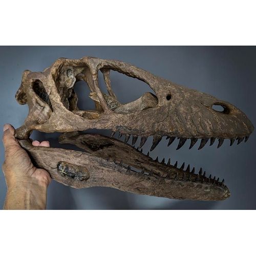 Reproduction Fossile Crâne Dinosaure Velociraptor Deinonichus