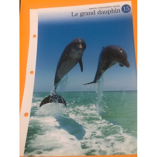 Depliant N.15 Le Grand Dauphin - Groupe 2 Mammiferes Marins - A La Decouverte Du Monde Sauvage - Les Éditions Imp Bv - 24,5x18,5 Cm