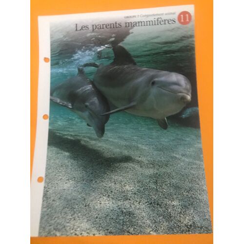 Depliant N.11 Les Parents Mammiferes - Groupe 7 Comportement Animal - A La Decouverte Du Monde Sauvage - Les Éditions Imp Bv - 24,5x18,5 Cm