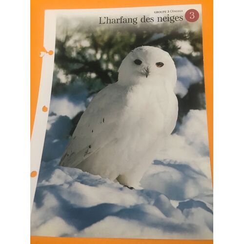 Depliant N.3 L Harfang Des Neiges - Groupe 3 Les Oiseaux - A La Decouverte Du Monde Sauvage - Les Editions Imp Bv - 24,5x18,5 Cm