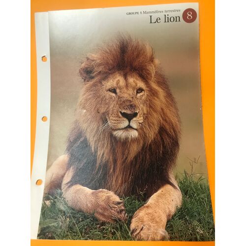 Depliant N.8 Le Lion - Groupe 1 Mammiferes Terrestres - A La Decouverte Du Monde Sauvage - Les Editions Imp Bv - 24,5x18,5 Cm