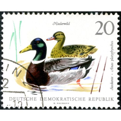 Timbre Oblitéré Deutsche Demokratische Republik, Niederwild, Stockente , Anas Platyrhynchos, 20
