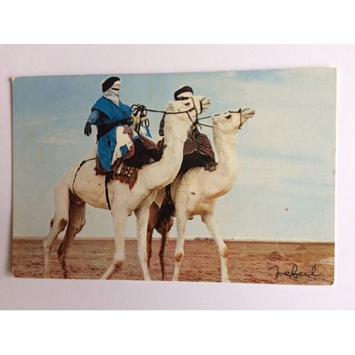 Carte Postale Algérie Méharistes Au Sahara