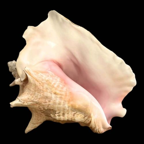 Coquillage conque rose rose