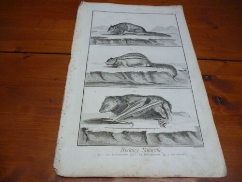 Gravure Burin Xviii Ème/ Histoire Naturelle/ La Roussette/Le Polatouche / Le Suisse