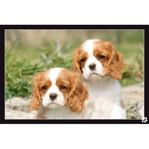 Duo Tendresse Pour Ce Couple De Cavaliers King Charles