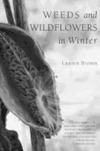 Weeds And Wildflowers In Winter