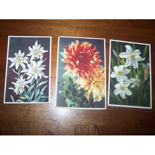 3 Cartes Postales Fleurs Edelweiss Dahlias Narcisse 2 Écrites Vers   1950