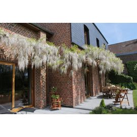 10 Graines De Glycine Blanche