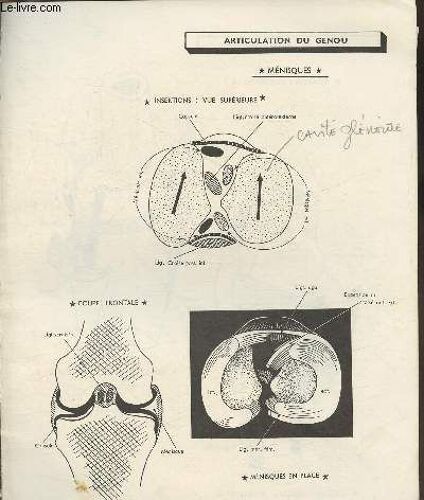 Articulation Du Genou (Extrait D Ouvrage)