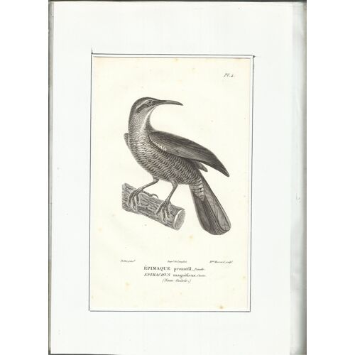 Gravure Sur Acier Xixème / Epimaque Promefil Femelle