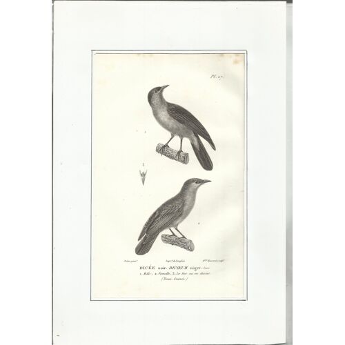 Gravure Sur Acier Xix Ème (1832) / Dicee Noir
