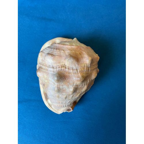 Coquillage Casque Rouge