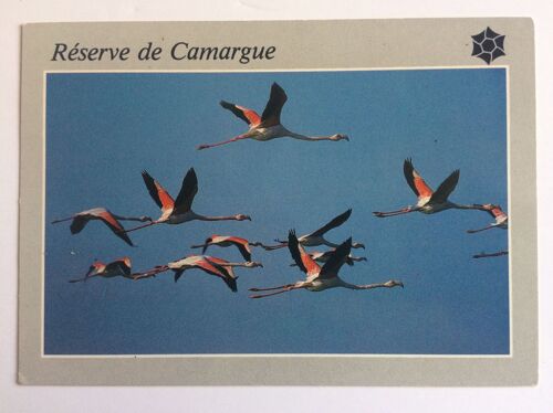 Carte Postale Camargue "Vol De Flamants Roses"