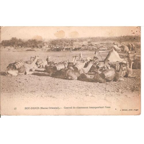 Maroc - Convoi De Chameaux - Carte Postale De 1919