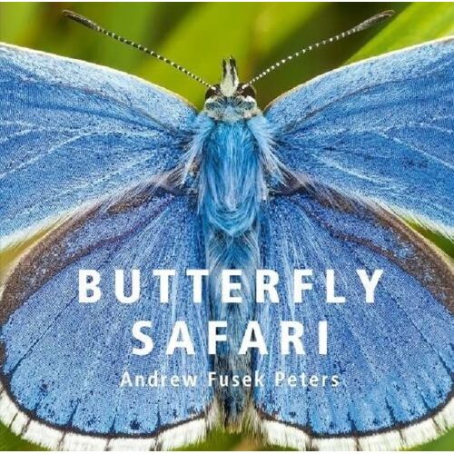 Butterfly Safari