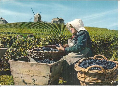 Carte Postale Grand Format En Couleurs : Les Vendanges En Champagne