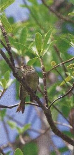 Carte Nestlé Merveilles Du Monde N° 466 - La Fauvette Bleue Des Seychelles