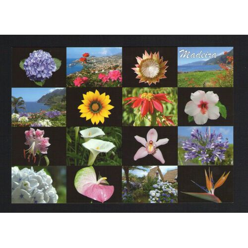 Carte Postale Postcard Ile De Madere Madeira Fleurs Portugal