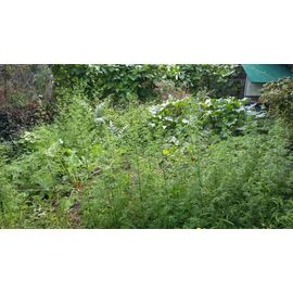 Un Gramme De Semences D'artemisia Annua (Environ 10.000 Semences)