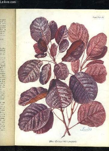 La Revue Horticole 1931 N° 19 - H. Martinet,  .F.Lesourd. ( Chronique Horticole.G.Bellair. ¿ Faits Et Commentaires : Les Plantes Vertes, Nos Bienfaitrices.F. Lesourd. ¿ Concours ...