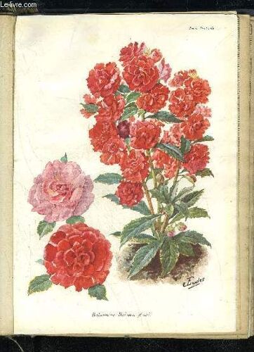 La Revue Horticole 1928 N° 8 - H. Martinet.,.F.Lesourd. { Chronique Horticole.G.Bellair ¿ Faits Et Commentaires : Une Leçon De Commerce.F. Laplace. ¿ Les Hæmanthus.J.Vercîer Une Innovation ...