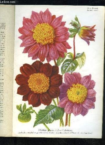 La Revue Horticole 1935 N° 16 - Pierre Chouard. ¿ Chronique Horticole.C. ¿ Exposition Florale Internationale À Antibes La Diversité Des Productions Horticoles De La Côte D¿Azur.V»-A. Ev. ...