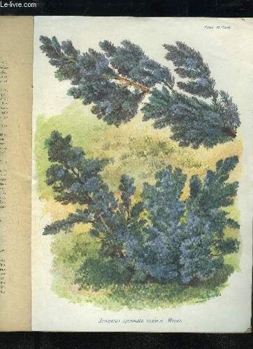 La Revue Horticole 1933 N° 13 - H. Martinet. >.F Lesourd. | Chronique Horticole.G. Bellair. ¿ Faits Et Commentaires : Les Premiers Progrès De L¿Arboricul-Ture.Abbé Souillet. ¿ Lilium ...