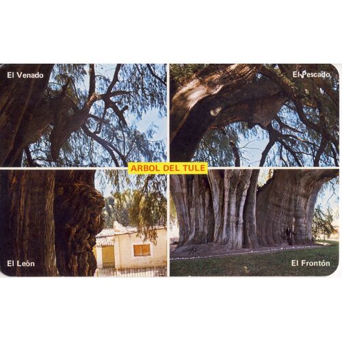 Oaxaca, Méxique, 4 Vues De L'énorme "Arbre De Tule" : The Dear, The Fish, The Lion Et Le Porche