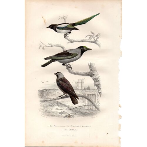 Gravure Oiseau Buffon Traviès