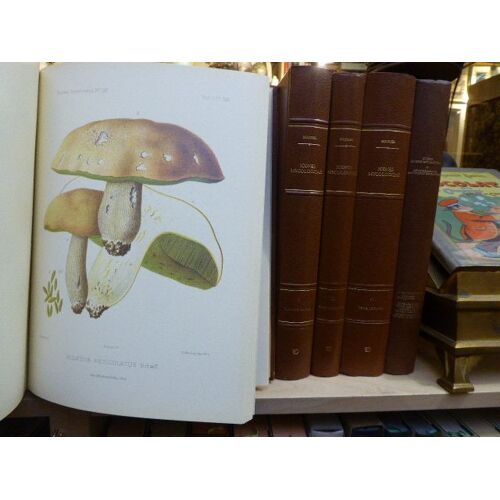 Icones Mycologicae Ou Iconographie Des C