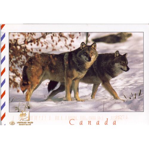 Canada, Splendeurs Naturelles, Loup Commun Du Canada