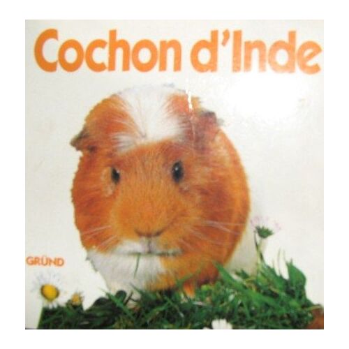 Cochon D'inde