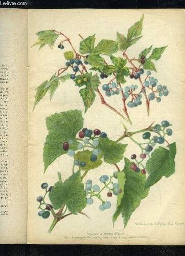 La Revue Horticole 1921 N° 22 - H. Martinet. Chronique Horticole.T. Lesourd. )F. Blot. ¿ Chrysanthèmes Pour Expositions.Ch. Leray. ¿.Le Lis Rouge Du Kamaon.F. Lesourd. ¿ Le Congrès ...