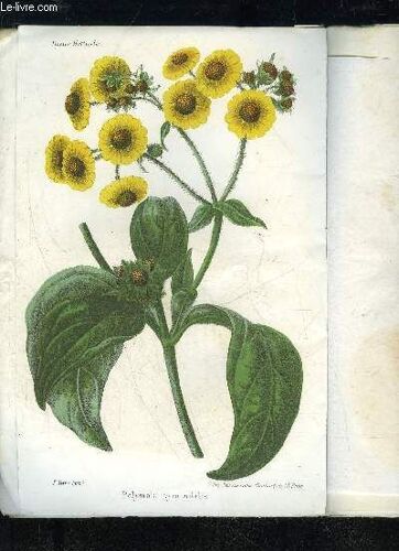 La Revue Horticole 1867 N° 11 - Chronique Horticole (2e Quinzaine De Mai)Nierembergia Frutescens.Notice Sur L¿Abricotier À Amande Douce Culture Des Orangers Sous Verré . . . Deux Nouveaux ...