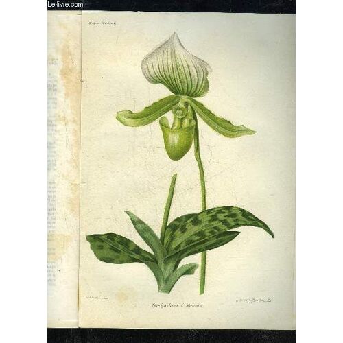 La Revue Horticole 1913 N° 12 - D. Bois Et G. T.-Grignan . . Chronique Horticole.*J. Pinelleles Arbres Et Arbustes D'ornement À ¡'exposition Du Cours-La-Reine ..J. Lortel. A Propos Du ...
