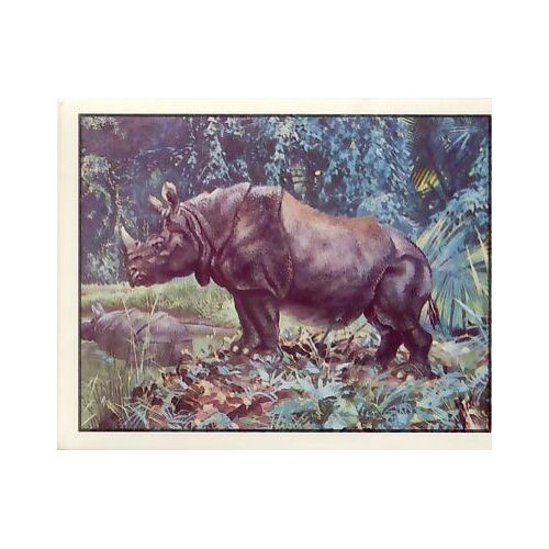 Autocollant Panini - Wwf - Animaux À Sauver - N° 317 Rhinocéros