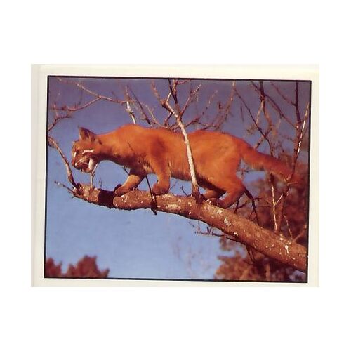 Autocollant Panini - Wwf - Animaux À Sauver - N° 218 Puma