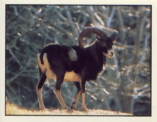 Autocollant Panini - Wwf - Animaux À Sauver - N° 161 Cerf