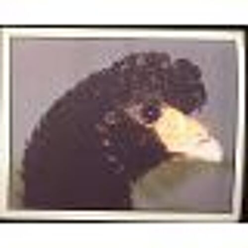 Autocollant Panini - Wwf - Animaux À Sauver - N° 74 Oiseau Noir