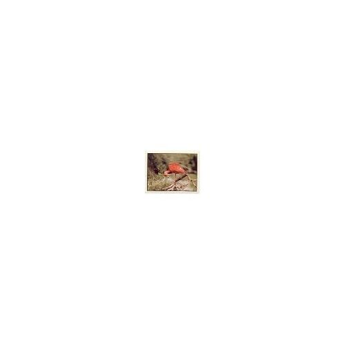 Autocollant Panini - Wwf - Animaux À Sauver - N° 82 Ibis Rouge